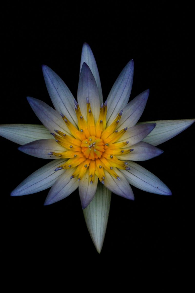 pexels-praveen-sadhasivam-105908