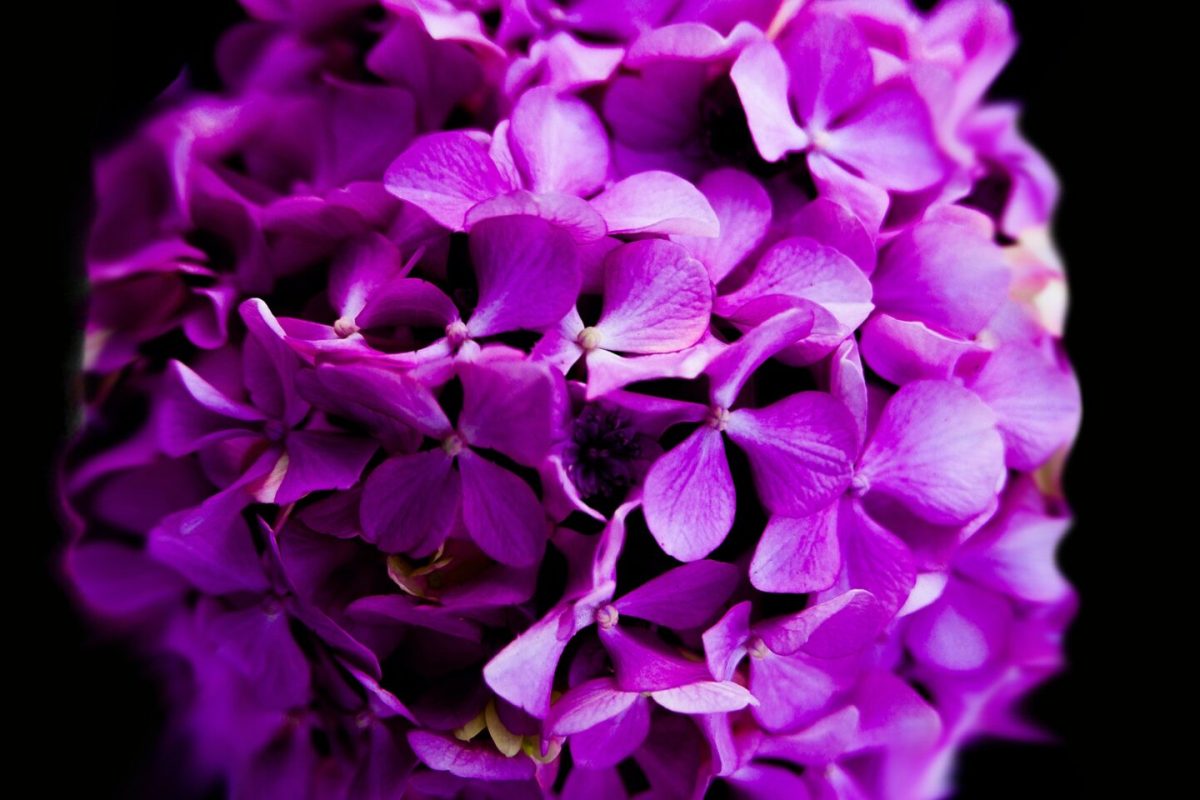 Blume mit einem dunklen Hintergrund